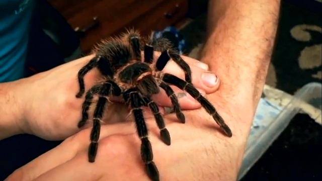 The Tarantula runs along the arm смотреть онлайн