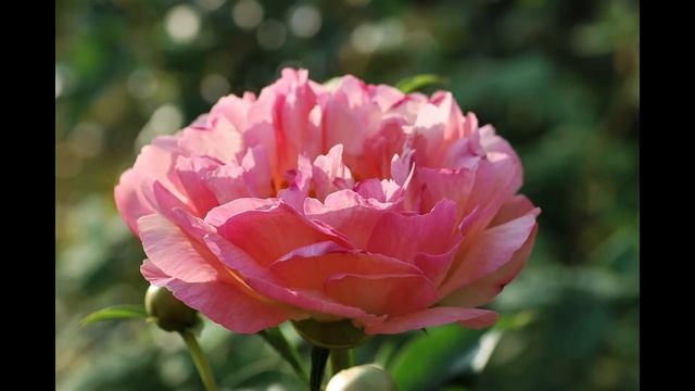 Пионы коралловой серии Coral Sunset, Coral Supreme, Coral Charm