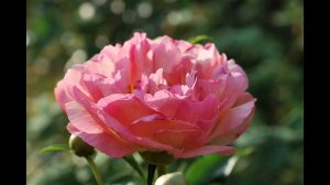 Пионы коралловой серии Coral Sunset, Coral Supreme, Coral Charm