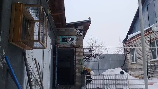 Совет от Гагика 89.Как лечить жёлтую пробку.4.03.18г смотреть онлайн