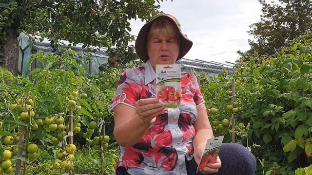 Обзор томатов в открытом грунте. Грунтовые томаты без фитофторы. смотреть онлайн