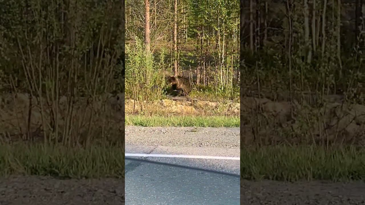 Медведь на дороге смотреть онлайн