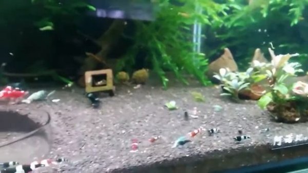 Креветка Красный кристалл | Caridina cf. cantonensis И ДРУГИЕ