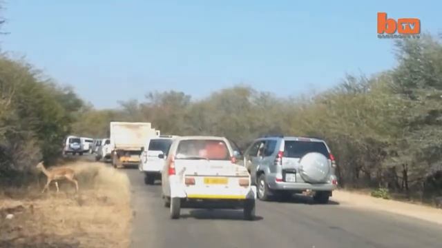 Прикол, антилопа врезается в джип! смотреть онлайн