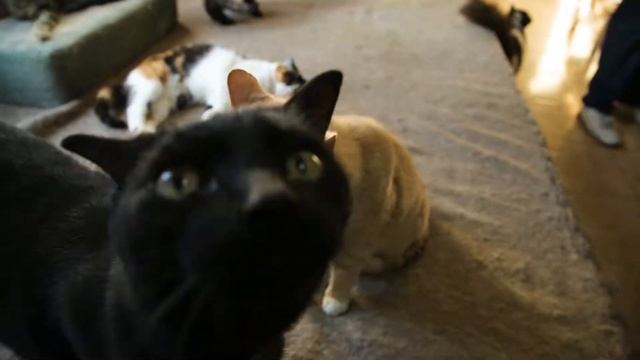 Проект «Приют для кошек доноров «Кошкин дом» смотреть онлайн