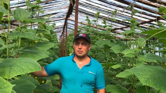 Сколько можно заработать на огурцах . смотреть онлайн