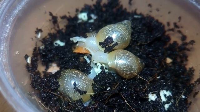 УЛИТКА МУТАНТ!!! (Улитки Ахатины) смотреть онлайн