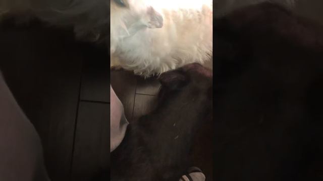 Дела собачьи. Сюрприз от Шотландской терьерихи Молли Роза. Мои Скотч Терьеры смотреть онлайн