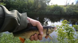 Спиннинг Norstream Nibble и рыбалка на голавля. Впечатления и немного слов о спиннинге.