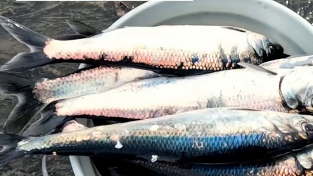 Море закипело из за нашествия селёдки в Магаданской области смотреть онлайн