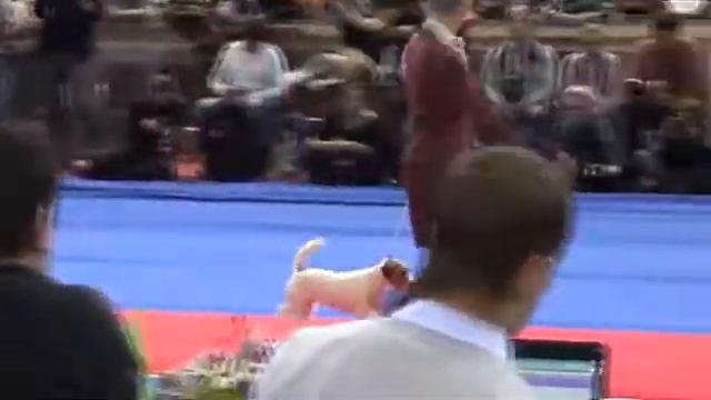 Золотой ошейник2010.Джек рассел .wmv смотреть онлайн
