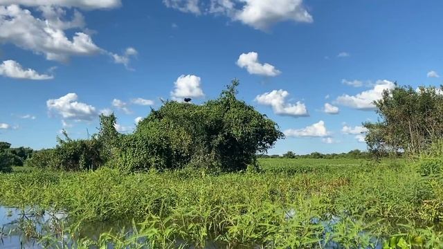 Traveling to Brazil ( Rio Carnival, the Amazon Rainforest, Diving in Bonito and More) смотреть онлайн