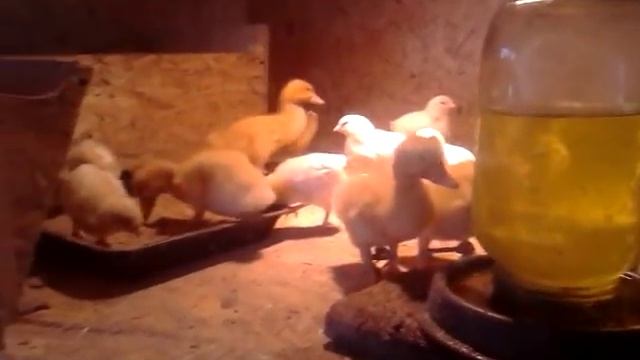 Продолжение: болезни и недуги утят.Потеря ориентации и запрокидывание головы. смотреть онлайн