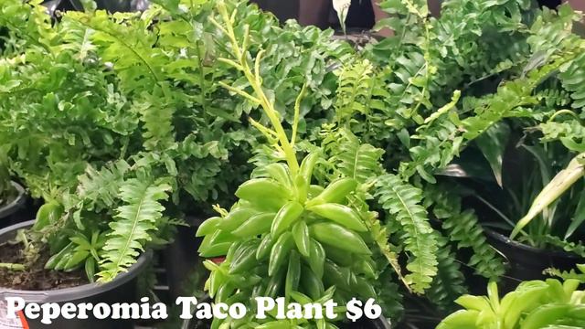 Plant Shopping at Home Depot || Big Box Houseplants || Plant Shop with Me! смотреть онлайн