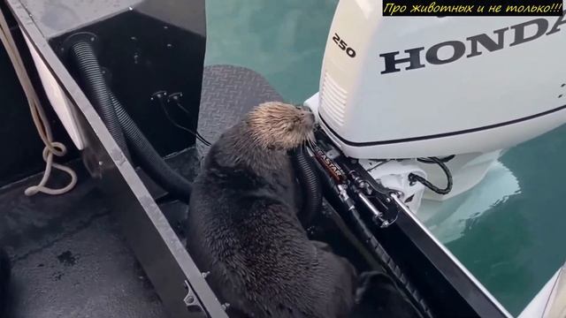 Парень заметил ЗВЕРЯ в воде! Но тут случилось НЕОЖИДАННОЕ! смотреть онлайн