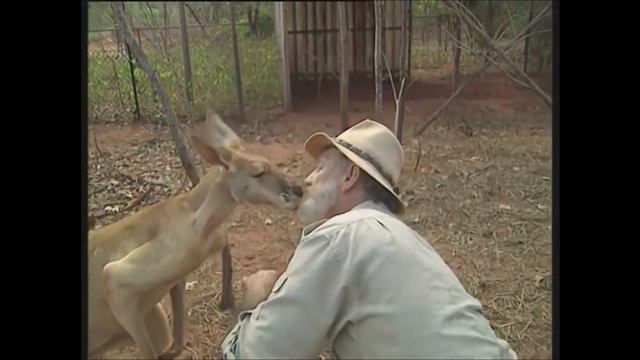 Kangaroo vs Human, Kangaroo attacking смотреть онлайн