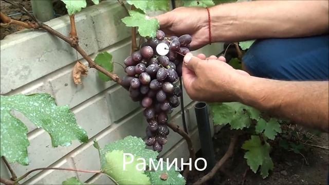Рамино смотреть онлайн