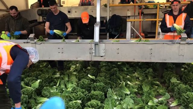 Работа на капустной ферме в Великобритании в ночную смену: показываю как происходит + видео с дрона смотреть онлайн