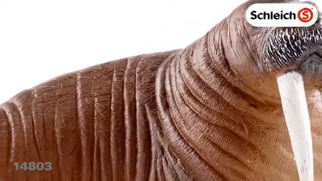 Schleich 14803 Морж