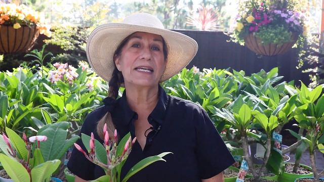 How to Grow and Care for Plumerias (Frangipani) with Suzanne Hetrick смотреть онлайн