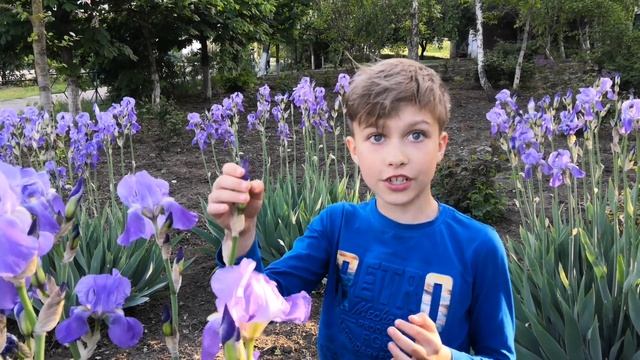 ЦВЕТЫ ИРИСЫ | ПЕТУШКИ смотреть онлайн