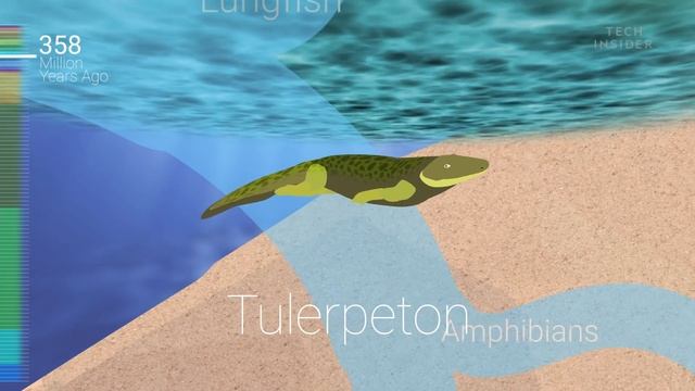 Incredible Animation Shows How Humans Evolved From Early Life