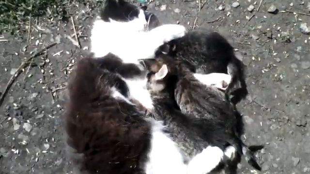 Котята и их папа :-)