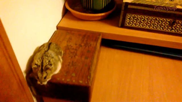 Мышка убежала погулять смотреть онлайн