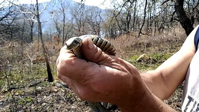 Приморье - Шахматный уж смотреть онлайн