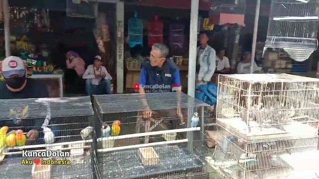 Pasar Burung Sasana Kulila Kota Magelang | Indonesian Traditional Birds Market смотреть онлайн