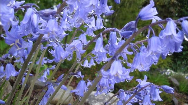 ✿Rebecca Tripp✿ - Bluebells Waltzing.wmv смотреть онлайн