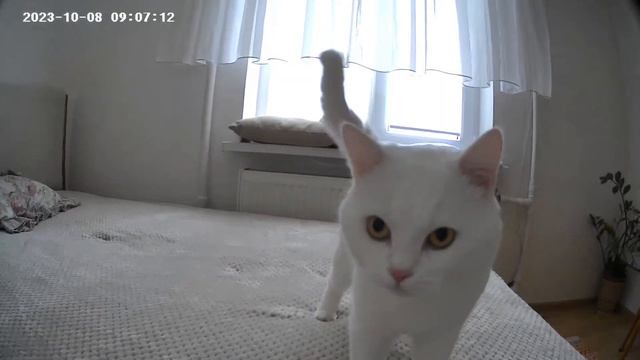 Xiaomi Mi Wireless Outdoor Security Cam 1080P Set + шлюз. смотреть онлайн