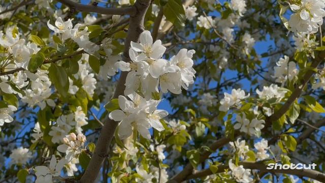 САМОЕ ПОЗИТИВНОЕ ВИДЕО. ПУСТЬ ВСЕГДА ДУША ПОЁТ И ЦВЕТЁТ, КАК ДИВНЫЙ САД ВЕСНОЙ! смотреть онлайн