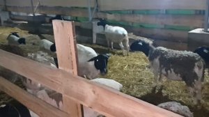 признаки окота овцы, февральские наши котные ярки Дорпер, ягнята Дорпер...