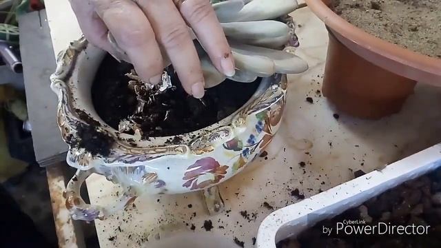 Echeveria Laui. смотреть онлайн