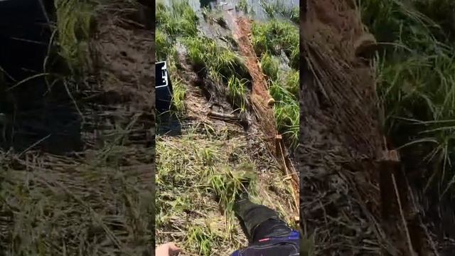 Рыбалка на невод Раньше рыбы было больше! #shorts #fishing #сети #невод #щуки смотреть онлайн