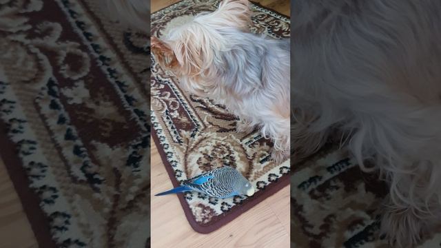 Гоша и Фаня, не взаимная любовь... смотреть онлайн