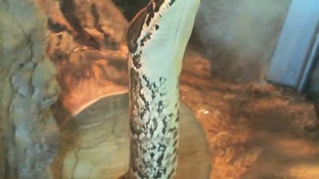 Random African Rock Python смотреть онлайн