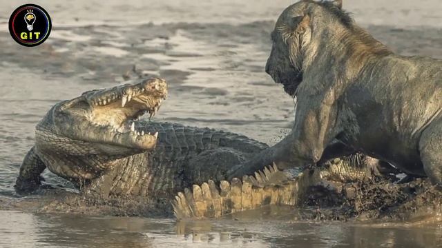 10 Most Amazing facts about crocodiles | muggermuch pathar ? kyu khata hai | Hindi / Urdu смотреть онлайн