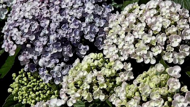 Hydrangea macrophylla Ayesha смотреть онлайн