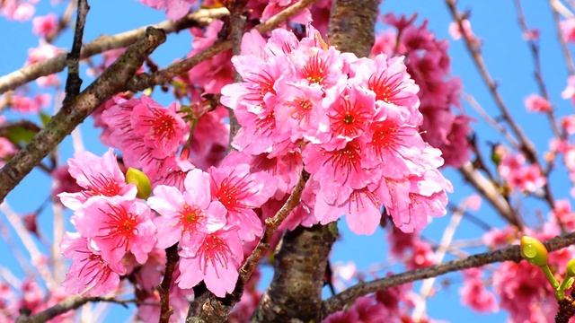 Spring pink flowers (HD1080p) смотреть онлайн