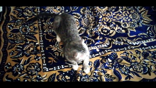 Маленький Тиша ? смотреть онлайн