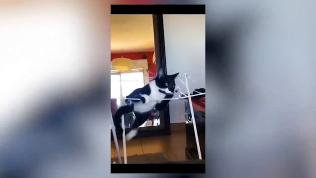 Смешные котики #74.mp4 смотреть онлайн