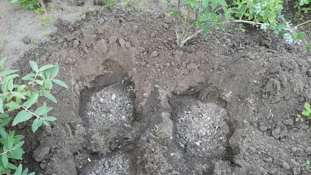 ИМБИРЬ - ВЫРАЩИВАНИЕ В ОТКРЫТОМ ГРУНТЕ смотреть онлайн