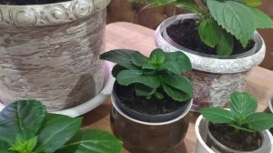 Крупнолистная гортензия. Как зимует на подоконнике?