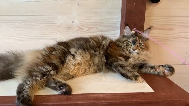 Черная мраморная черепаховая девочка Мейн-кун в продаже. смотреть онлайн