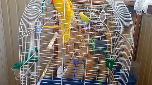 Какие фрукты и овощи можно попугаям🥝🦜 смотреть онлайн