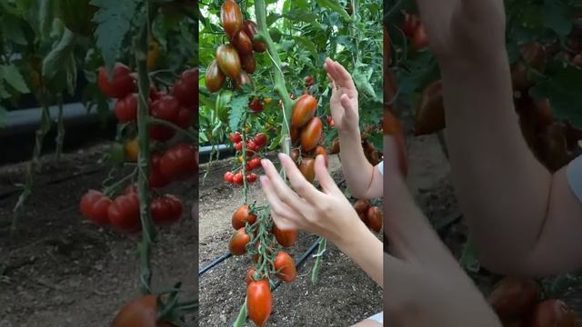 Селекционный прорыв среди сортовых томатов?томат Красный камуфляж | Усадьба-Семена