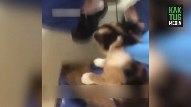 В Турции кошка принесла больных котят в клинику. И это не шутка смотреть онлайн