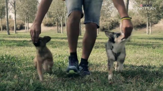 Consejos Purina PRO PLAN: Pautas generales para tu cachorro смотреть онлайн